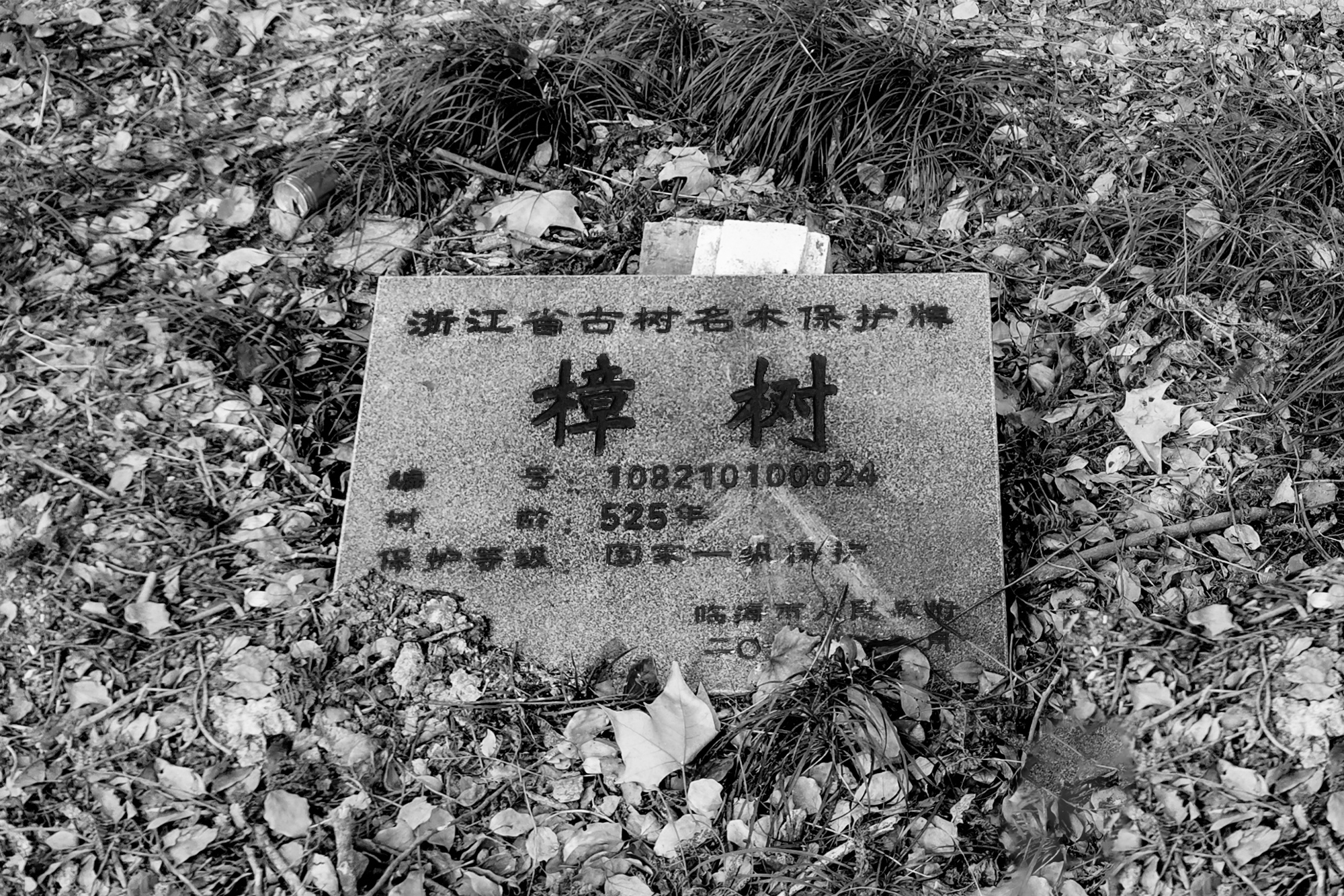12_ 古樹名木保護牌 Heritage Tree Protection Plaque ?零壹城市 LYCS.jpg